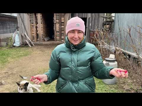 Видео: Дача/Жарим шашлык