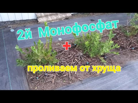 Видео: Видео напоминание!!! 2й Монофосфат и Проливаем от личинок майского жука 
