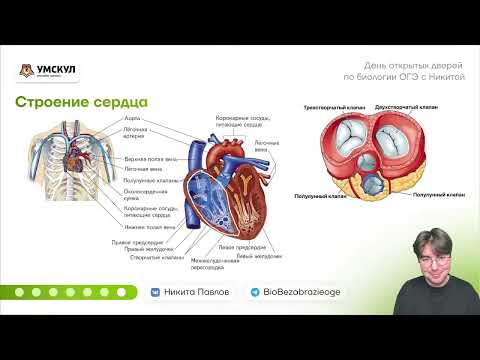 Видео: Кровеносная система от А до Я
