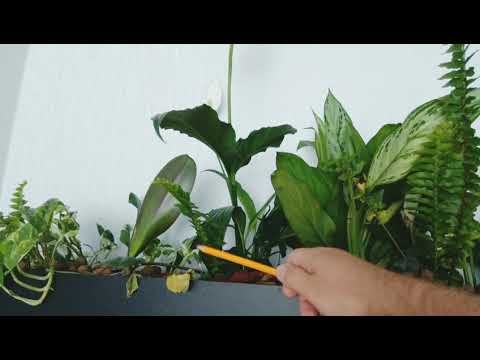 Видео: Фитофильтр. Растения