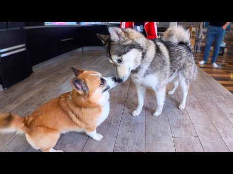 Видео: ОПАСНОЕ ЗНАКОМСТВО КОРГИ И ХАСКИ