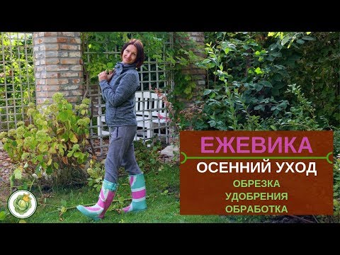 Видео: ЕЖЕВИКА - ОСЕННИЙ УХОД//Обрезка, удобрения, обработка, укрытие на зиму