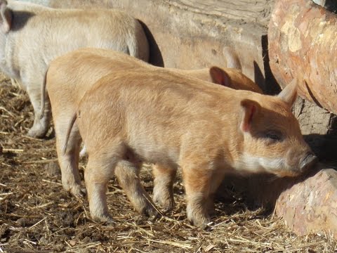 Видео: венгерская мангалица ( молодняк 2017 ) на прогулке