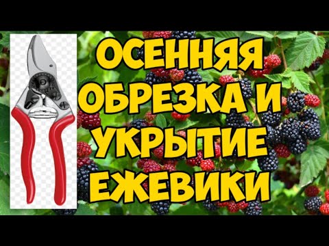Видео: 🔴Осенняя обрезка и укрытие ежевики🔴