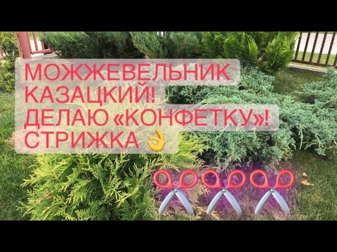 Видео: Можжевельник казацкий 🌲 Стрижка по правилам 🌲 Создаю новую форму🌲