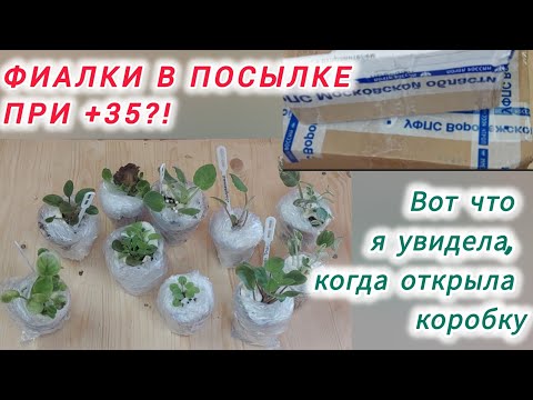 Видео: Я опять заказала фиалки. На этот раз это трейлеры/ как они дошли в +30