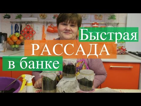 Видео: Рассада в банке. Новый способ, быстрые всходы.(19.03.16)