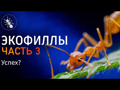 Видео: ЭКОФИЛЫ - УСПЕХ ИЛИ НЕТ? OECOPHYLLA SMARAGDINA ЧАСТЬ 3