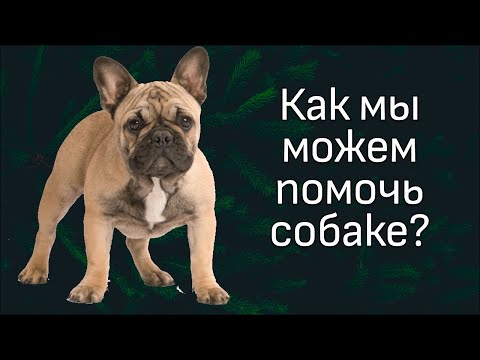Видео: Разбор видео подписчицы. Бурная реакция на собак.