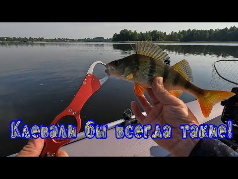 Видео: Клевали бы всегда такие...