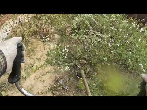 Видео: Покос бурьяна кусторезом Stihl FS 561 / Mowing grass with a brush cutter stihl fs 561