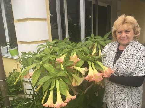 Видео: БРУГМАНСИЯ  ЧЕРЕНКОВАНИЕ, РАЗМНОЖЕНИЕ ЧАСТЬ 2