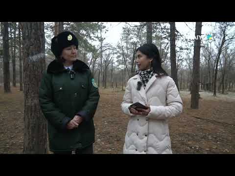 Видео: "Жетінші аймақ" бағдарламасы. (24.11.2024)