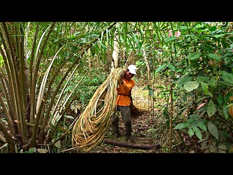 Видео: Ротанг/Rattan  | Почему он такой дорогой?