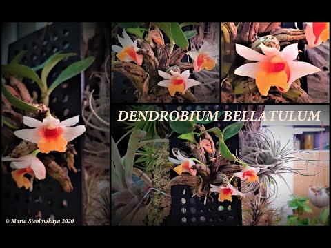 Видео: Орхидея DENDROBIUM BELLATULUM  -  описание и основы ухода