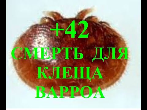 Видео: ПРИЧИНЫ ОСЫПИ И ГИБЕЛИ КЛЕЩА ВАРРОА !!!