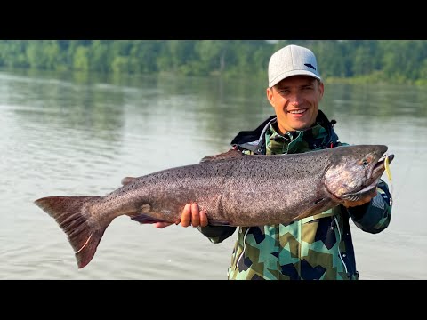 Видео: Ловим Чавычу на Камчатке. Экскурсия за 500 000 Рублей