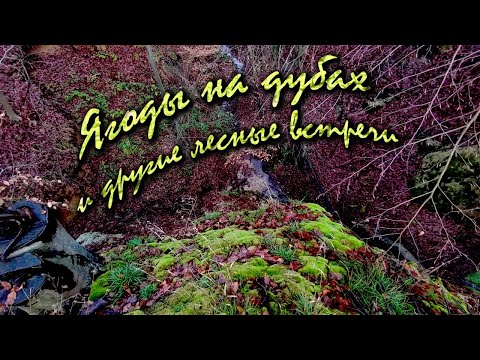 Видео: Ягоды на дубах и другие лесные встречи