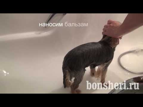 Видео: Купание йоркширского терьера, как правильно мыть Йорка