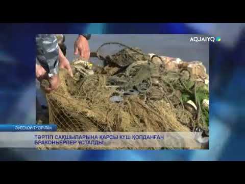 Видео: ТӘРТІП САҚШЫЛАРЫНА ҚАРСЫ КҮШ ҚОЛДАНҒАН БРАКОНЬЕРЛЕР ҰСТАЛДЫ