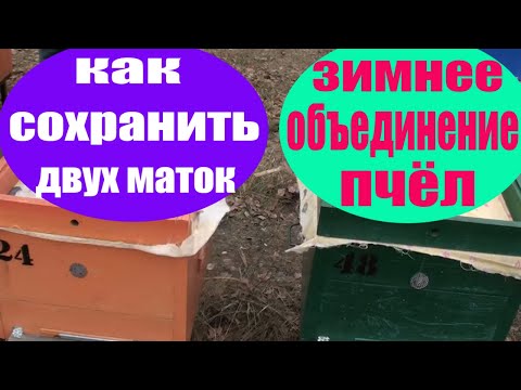 Видео: Объединение пчелосемей зимой с сохранением двух маток. Пчеловодство. Пчелы. Пасека