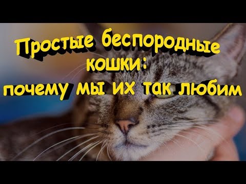 Видео: Простые беспородные кошки Почему мы их так любим  Simple pedigree cats