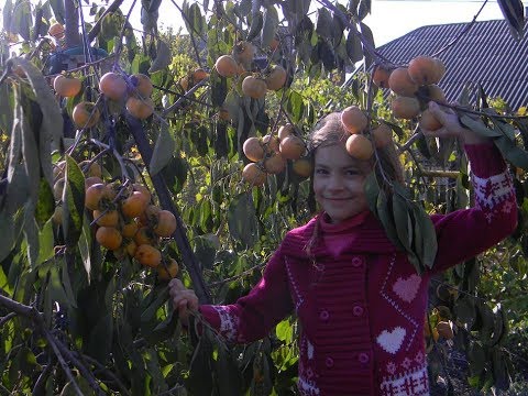 Видео: Хурма в умеренном климате. Фильм 1. Посадка.