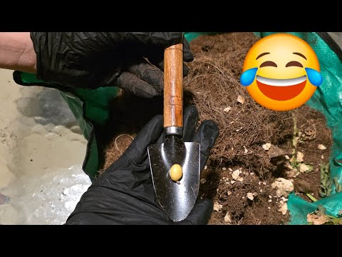 Видео: Такой урожай вам и не снился !!! 