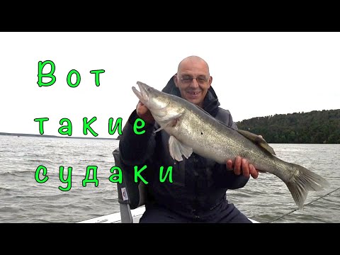 Видео: Злые СУДАКИ Воронежского моря. Опровергаем приметы.