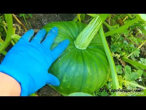 Видео: ТЫКВА!!! Выращивание тыквы, уход/Арбузы в открытом грунте/22.07.18 #арбуз #дыни#огород