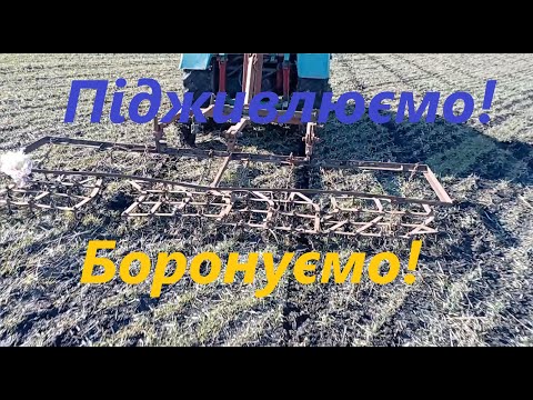 Видео: Вносимо карбамід та боронує озиму пшеницю!