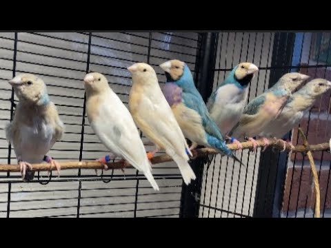 Видео: Поменялся, Амадинами Гульда.