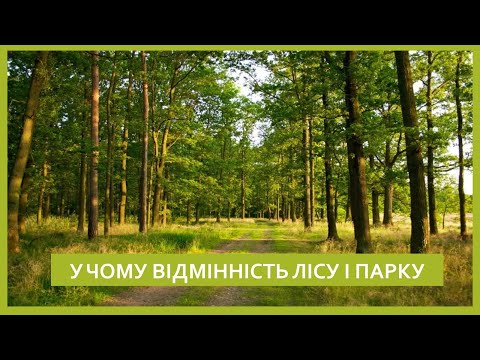 Видео: У чому відмінність лісу та парку