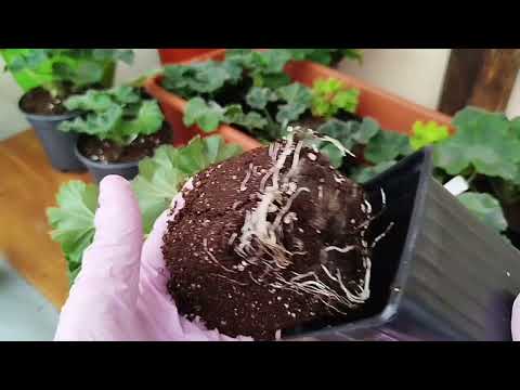 Видео: v21*Укореняю пеларгонии в грунт 4. Финал. 