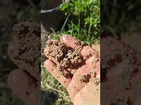 Видео: сложная абиссинская скважина Владимирская область