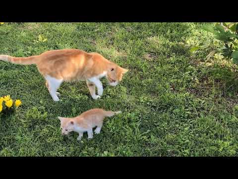 Видео: Gattini e una tartaruga: video di animali per bambini/ Котята и черепаха: видио с животными .
