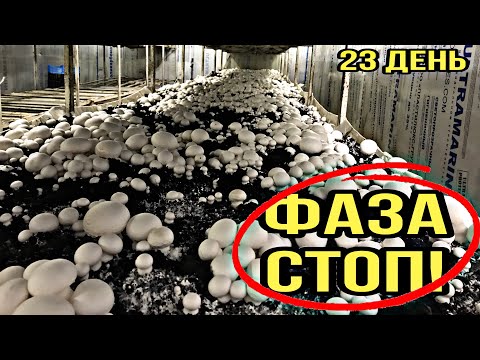 Видео: Впереди сбор урожая! 23 день в камере, скоро мы увидим шампиньоны!