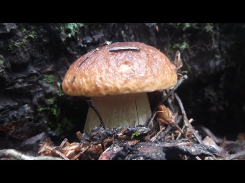 Видео: Удивительно грибное место! Грибы за час! Июль 2020 года.