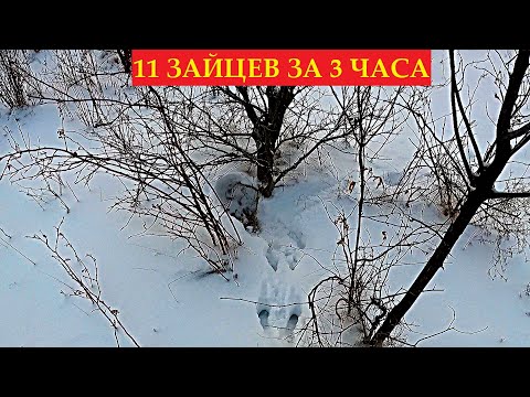Видео: ТАКОГО НИКТО НЕ ПОКАЖЕТ!!! ЗАЙЦЫ ВЫБЕГАЮТ ПАРАМИ. ОХОТА НА ЗАЙЦА 2024-2025