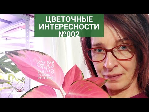 Видео: Интересности 02 Всхожесть альбуки, психанула с плющом, рюмка черенков и цветочек аленький.