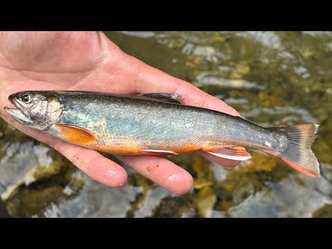 Видео: Извилинка, Приморский край. 28-29 июня 2025. Оторвались по хариусу и мальме.Выезд с ночевкой.Рыбалка