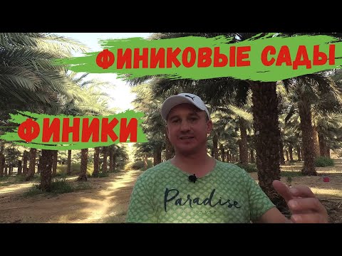 Видео: Финики Финиковые пальмы и финиковые сады