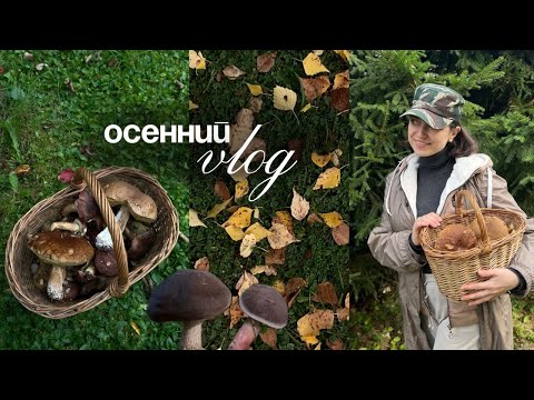 Видео: 🍂 уютный влог 🪵 осенняя дача 🍄‍🟫 грибы и рецепт маринованных опят 🧺 тихие выходные