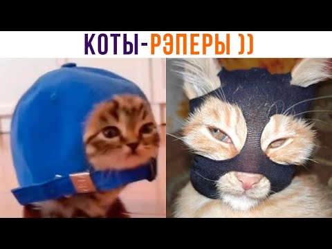 Видео: КОТЫ-РЭПЕРЫ ))) Приколы с котами | Мемозг 1263
