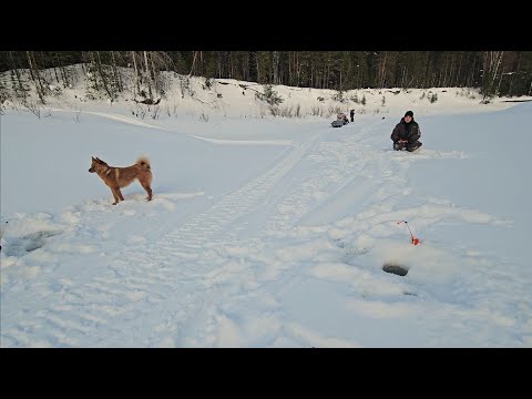 Видео: НАЛОВИЛИ ХАРИУСА. ПРИГОТОВИЛИ ВКУСНЕЙШЕЕ БЛЮДО В ПЕЧИ.