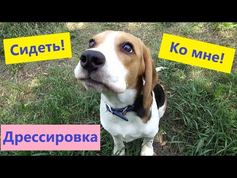 Видео: 🔴 Команды "СИДЕТЬ!" и "КО МНЕ!" | Бигль | Дрессировка щенка#1