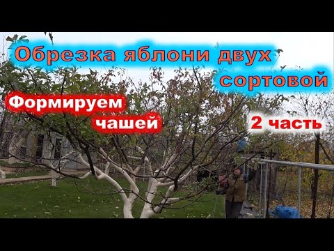 Видео: ОБРЕЗКА ЯБЛОНИ ЧАШЕЙ, 2 сорта на одном дереве.