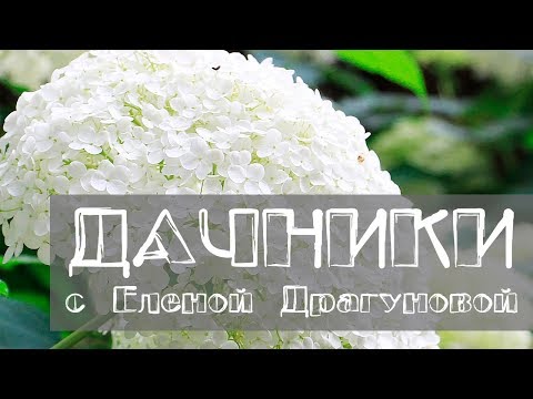 Видео: Дачники. Декоративные растения. Гортензия, дёрен, бузульник