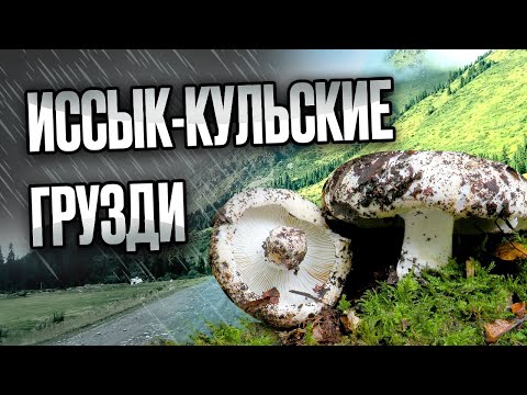 Видео: Собираем грибы в ущелье Тургень-Аксу . Иссык-Кульские грузди. Кыргызстан.