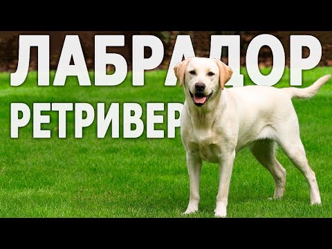 Видео: 🐕Все о породе ЛАБРАДОР ретривер